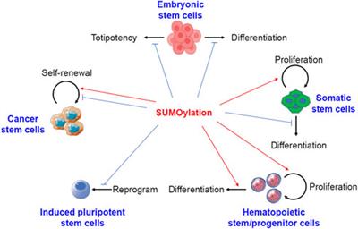 Protein sumoylation in normal and cancer stem cells